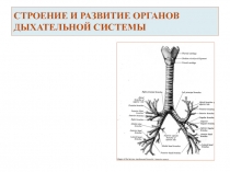 СТРОЕНИЕ И РАЗВИТИЕ ОРГАНОВ ДЫХАТЕЛЬНОЙ СИСТЕМЫ