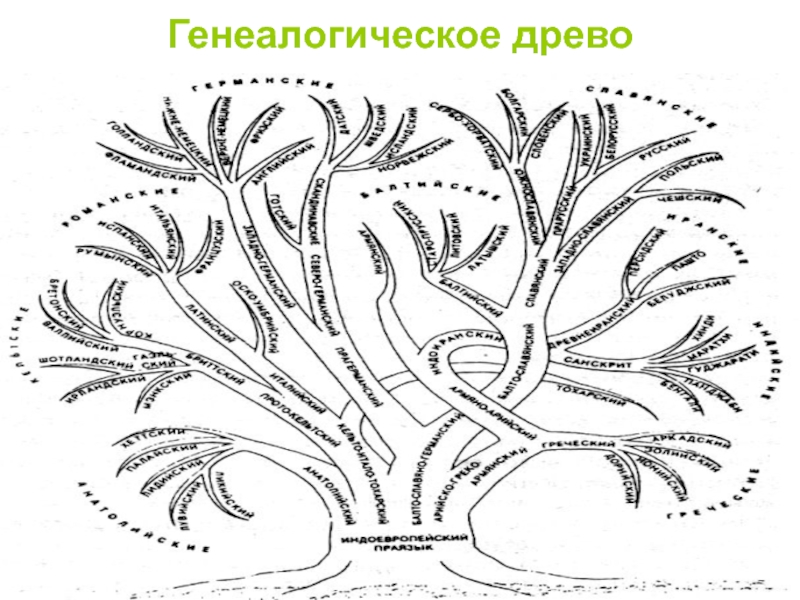 Родство языков схема