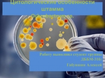 Цитологические особенности штамма Ochrobactrum sp