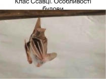 Клас Ссавц і. Особливості будови