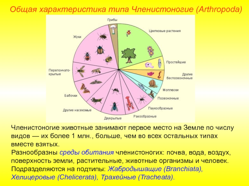 Характеристика членистоногих. Общая характеристика членистоногих. Тип Членистоногие общая характеристика. Основные характеристики членистоногих. Характеристика типа членистоногих кратко.