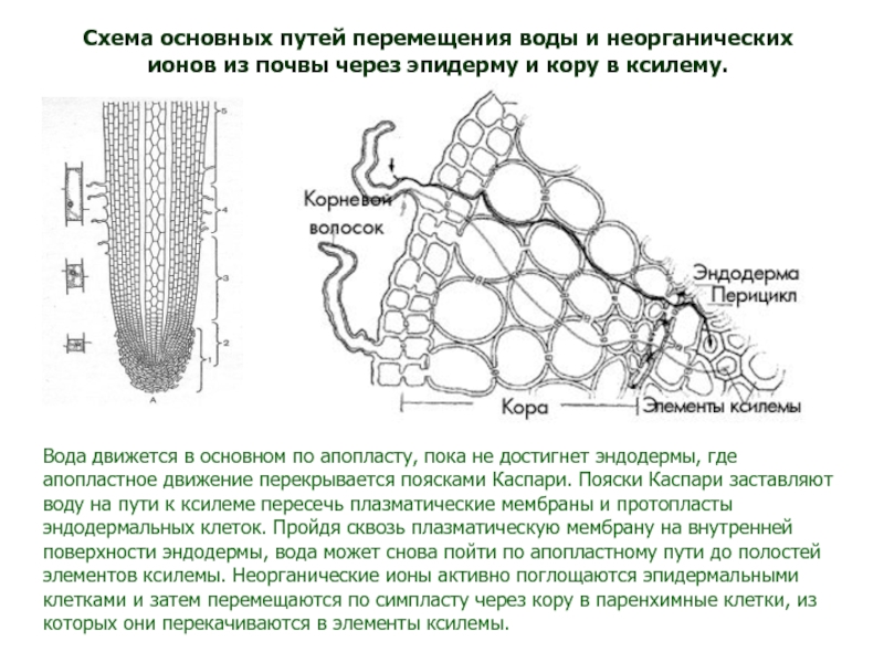 Схема межклеточной кооперации