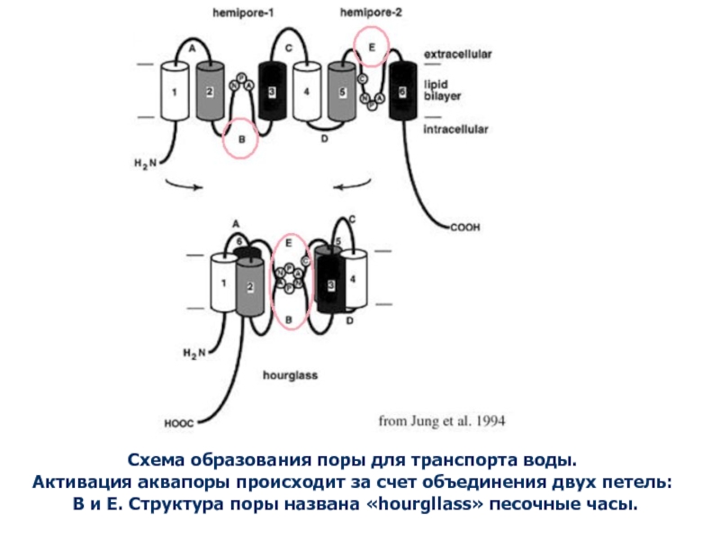 Схема образования h3p