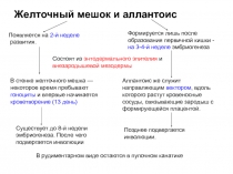 Желточный мешок и аллантоис