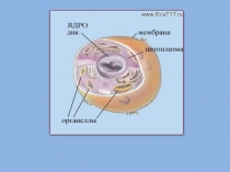 LEKTsIYa_3_-_BIOLOGIChESKIE_MEMBRANY