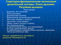 Структурно-функциональная организация дыхательной системы. Этапы дыхания