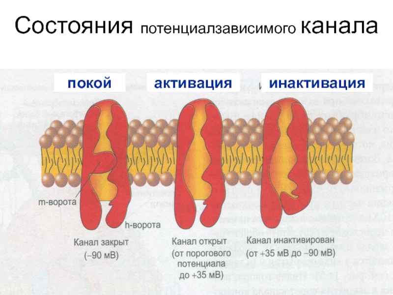 Открытые и закрытые каналы