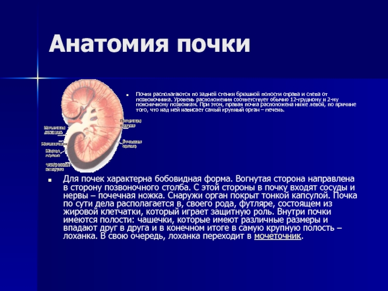 Почка презентация по анатомии