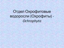 Отдел Охрофитовые водоросли ( Охроф и ты ) - Ochrophyta