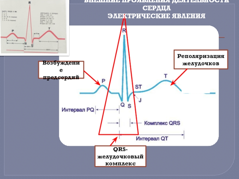 Электрические явления в сердце. Внешние проявления деятельности сердца электрические. Реполяризация это в физиологии. Электрические проявления деятельности сердца физиология.