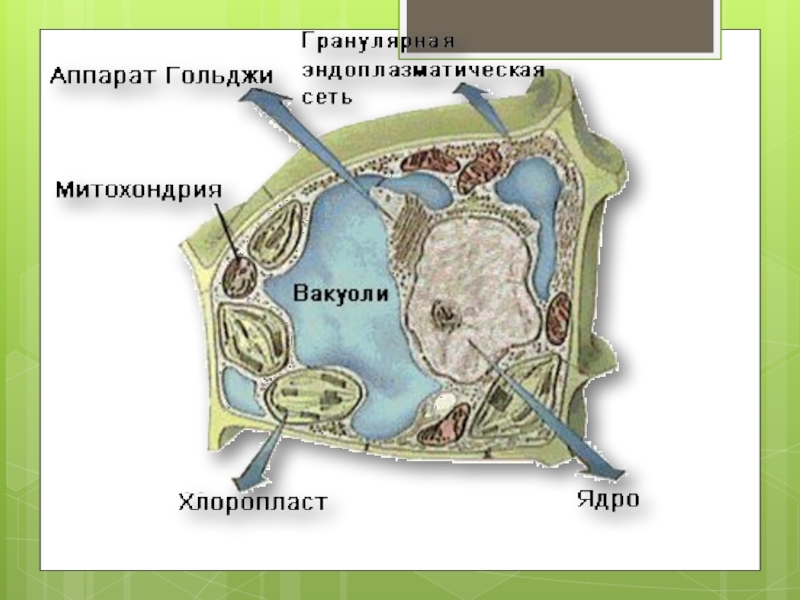 Открытие клетки. Рассказ о клетке. Эволюция клетки презентация. Рассказ клетка 7 класс. Редактированный рассказ клетка.