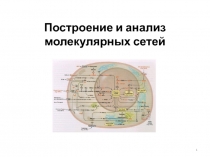 Построение и анализ молекулярных сетей