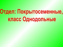 Отдел: Покрытосеменные, класс Однодольные