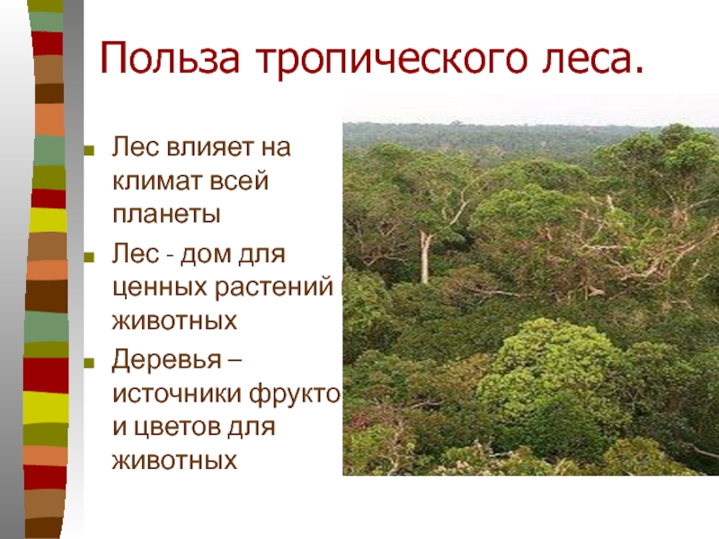 Польза тропического леса.Лес влияет на климат всей планетыЛес - дом для ценных растений и животныхДеревья – источники