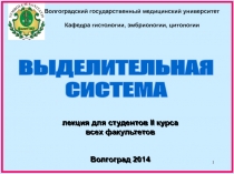 1
ВЫДЕЛИТЕЛЬНАЯ
СИСТЕМА
лекция для студентов II курса всех