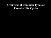 Overview of Common Types of Parasite Life Cycles