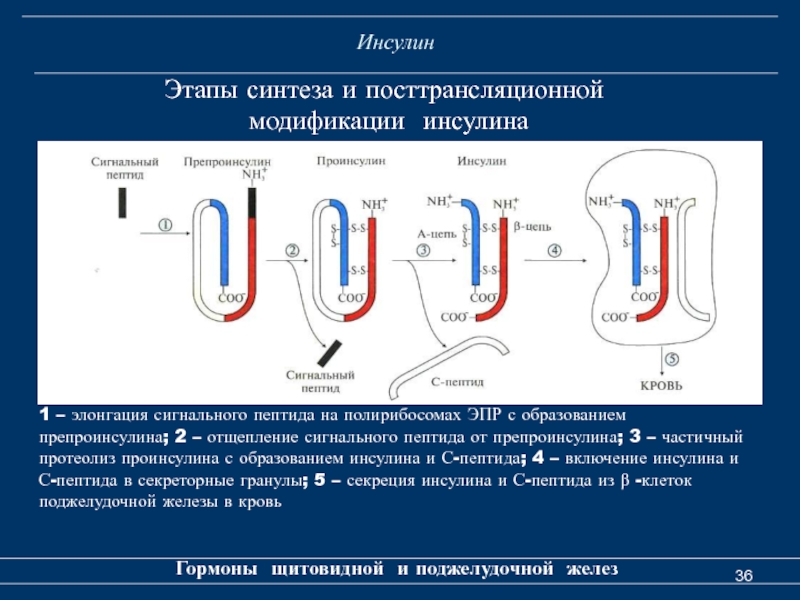 Стадии синтеза