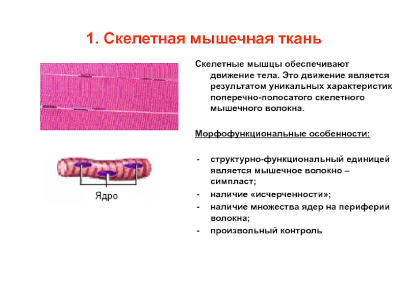 Какая особенность строения клеток скелетной поперечнополосатой