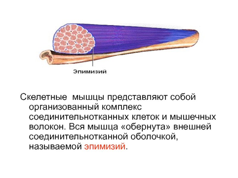 Мышца представляет. Эпимизий скелетной мышцы окружает. Соединительнотканная оболочка мышцы. Соединительная оболочка мышцы. Эпимизий.