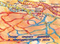 НЕДОСТАТОЧНОСТЬ КРОВООБРАЩЕНИЯ (НК)главная