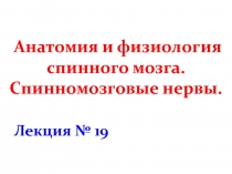 Анатомия и физиология спинного мозга. Спинномозговые нервы