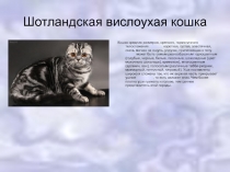 Шотландская вислоухая кошка