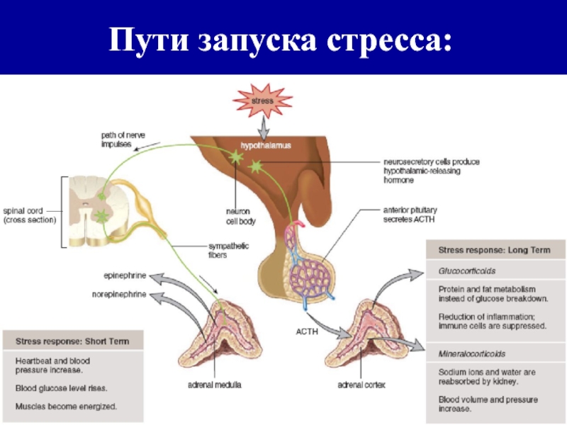 Путь запущенного. Пути запуска стресса. Гормоны стресса. Гормоны стресс адаптации. Гормональная реакция на стресс.