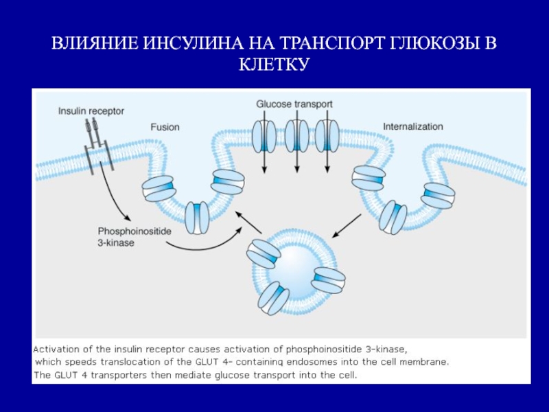 Схема действия инсулина. Транспорт инсулина. Транспорт Глюкозы в клетку. Транспорт инсулина в клетку.