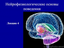 Нейрофизиологические основы поведения