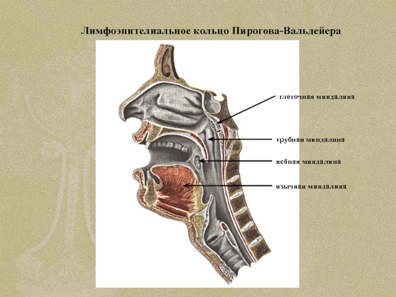 Анатомия лимфоидного кольца пирогов