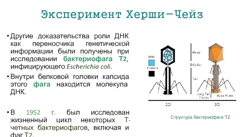 Доказал роль. Эксперимент Херши Чейз. Бактериофаг т2. Длина молекулы ДНК бактериофага составляет 14мкм найти. N четные и нечетные фаги.