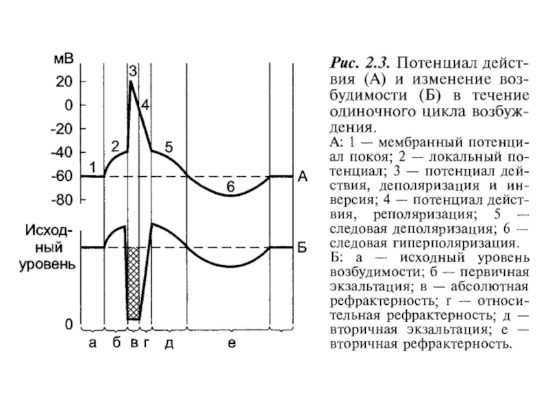 Физиология возбудимых тканей изменение возбудимости ткани от интенсивности силы раздражителя схема