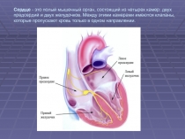 Сердце - это полый мышечный орган, состоящий из четырех камер: двух предсердий