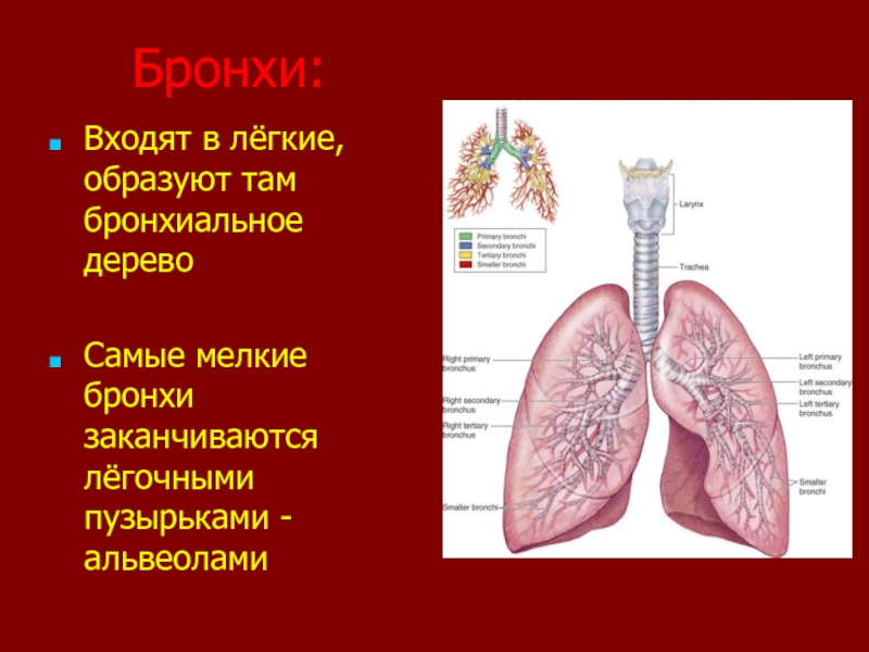 Легочные пузырьки заполнены