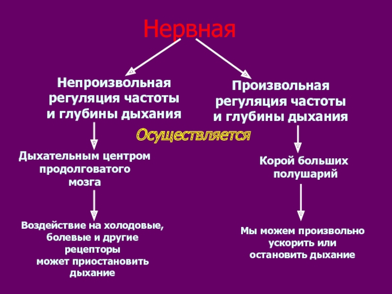 Произвольная регуляция внимания