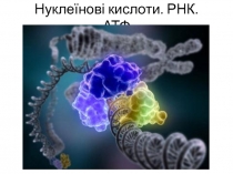 Нуклеїнові кислоти. РНК. АТФ