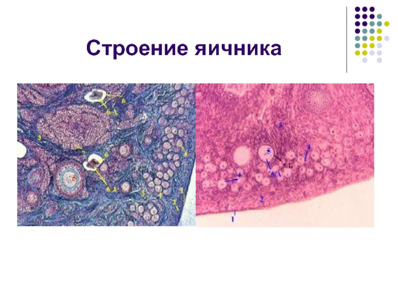 Строение яичников презентация