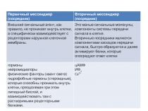Первичный мессенджер ( посредник)
Вторичный мессенджер ( посредник)
Внешний