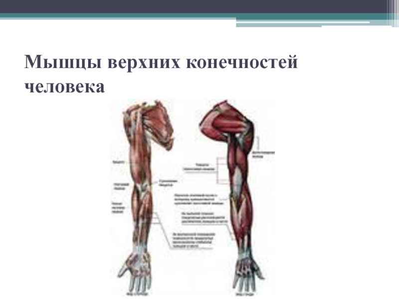 Мышцы верхних конечностей мышцы верхней конечности. Мышцы свободной верхней конечности анатомия. Перечислите основные мышцы верхних конечностей?. Мышцы верхних конечностей человека и их функции. Мышцы верхней конечности опорно двигательный аппарат.