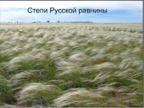 Степи Русской равнины