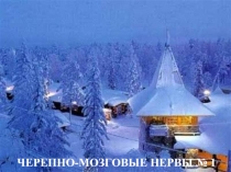ЧЕРЕПНО-МОЗГОВЫЕ НЕРВЫ № 1