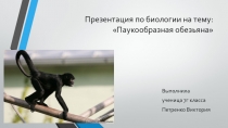 Презентация по б иологии на тему: Паукообразная обезьяна