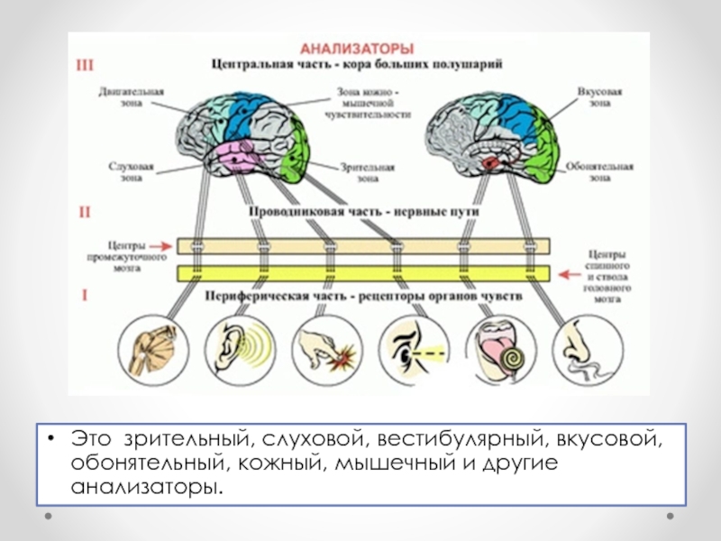 Схема общего плана строения сенсорных систем