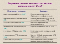 Ферментативные активности синтазы жирных кислот E.coli