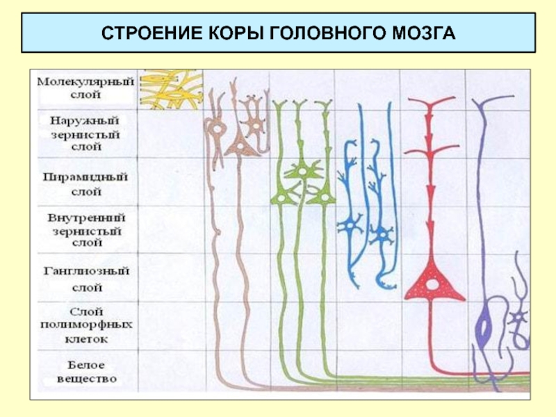 Схема слоев коры больших полушарий