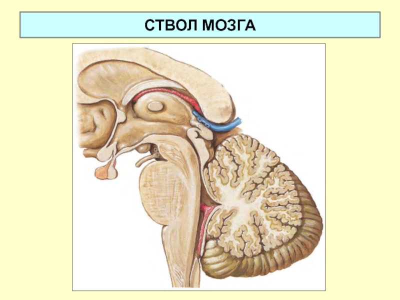 Ствол мозга рисунок