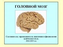 ГОЛОВ НОЙ МОЗГ Составитель: преподаватель анатомии и физиологии БОЙЧЕНКО Ю.Н