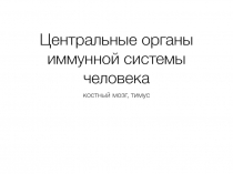 Центральные органы иммунной системы человека