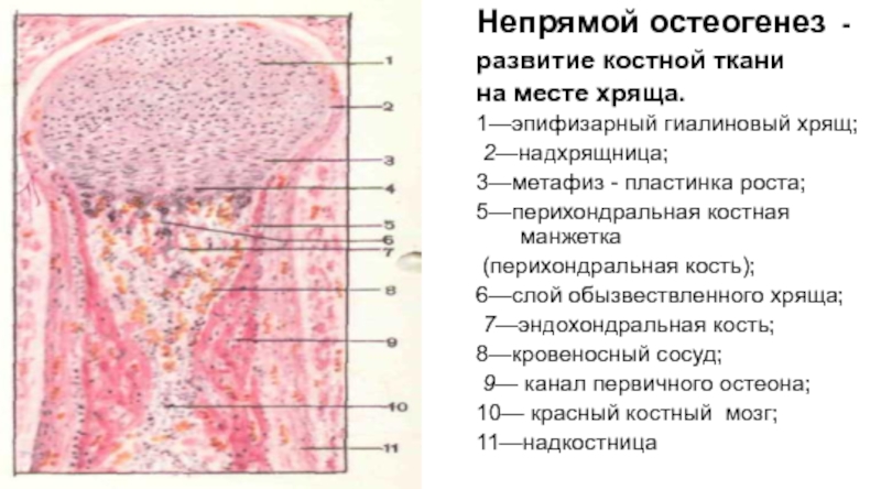 Схема непрямого остеогенеза гистология