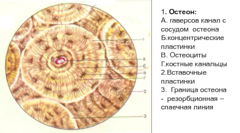 Рисунок костного канальца